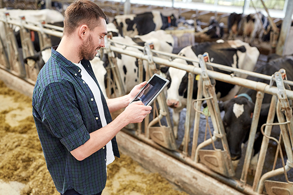 man in dairy farm